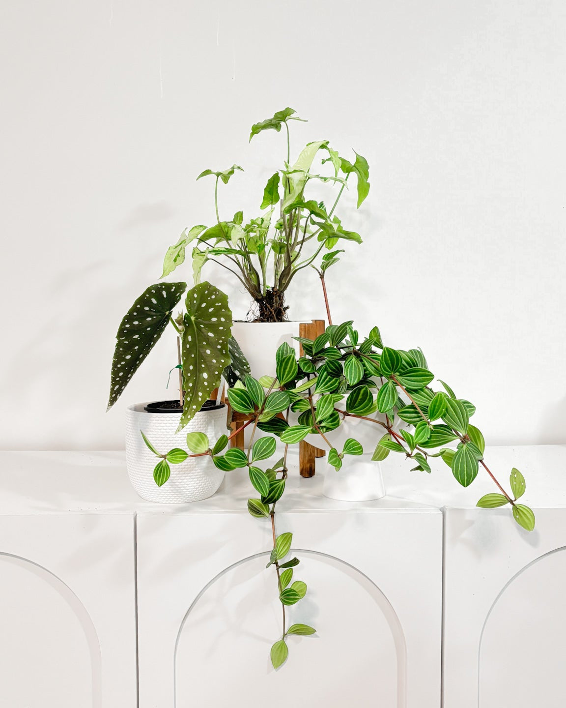 Peperomia Parallel, Syngonium, Begonia Polka Dot