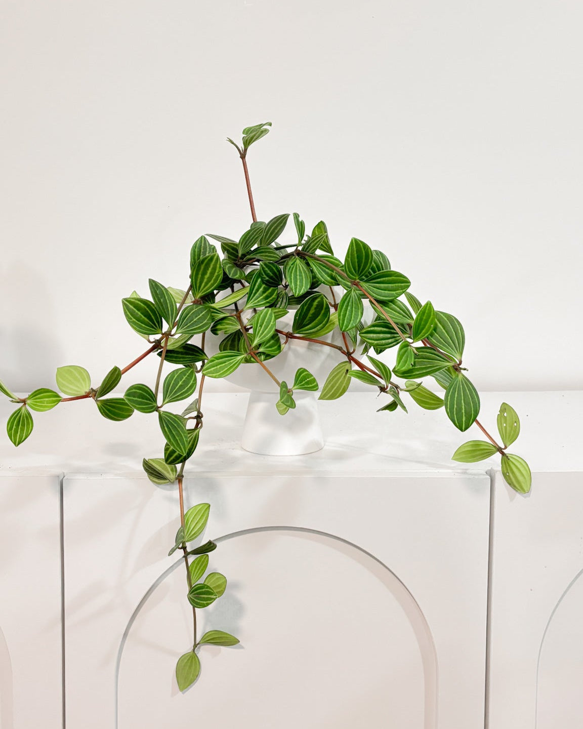Peperomia Parallel hanging plant