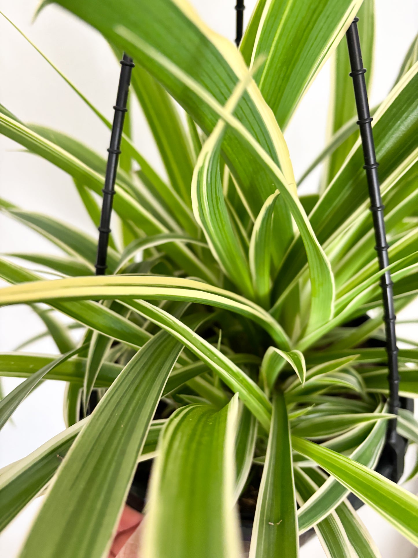 Spider Plant Hanging Basket (Chlorophytum comosum)