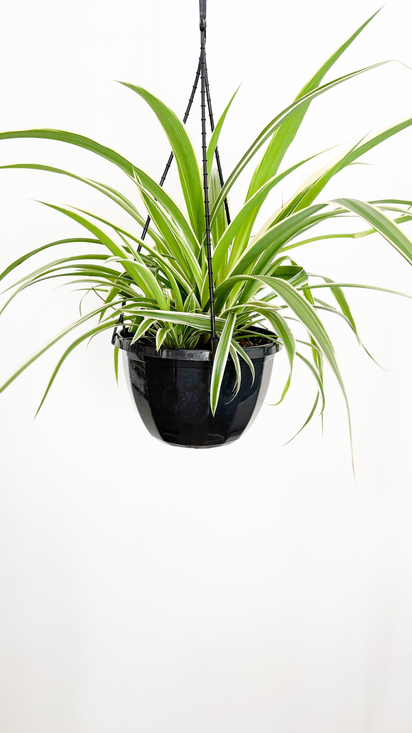 Spider Plant Hanging Basket (Chlorophytum comosum)