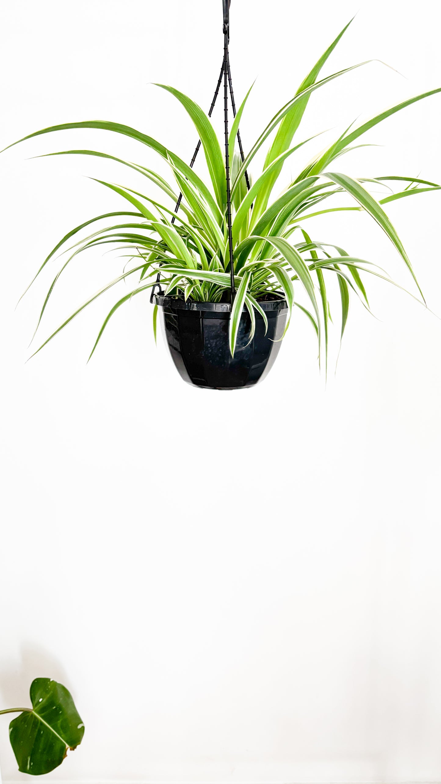 Spider Plant Hanging Basket (Chlorophytum comosum)