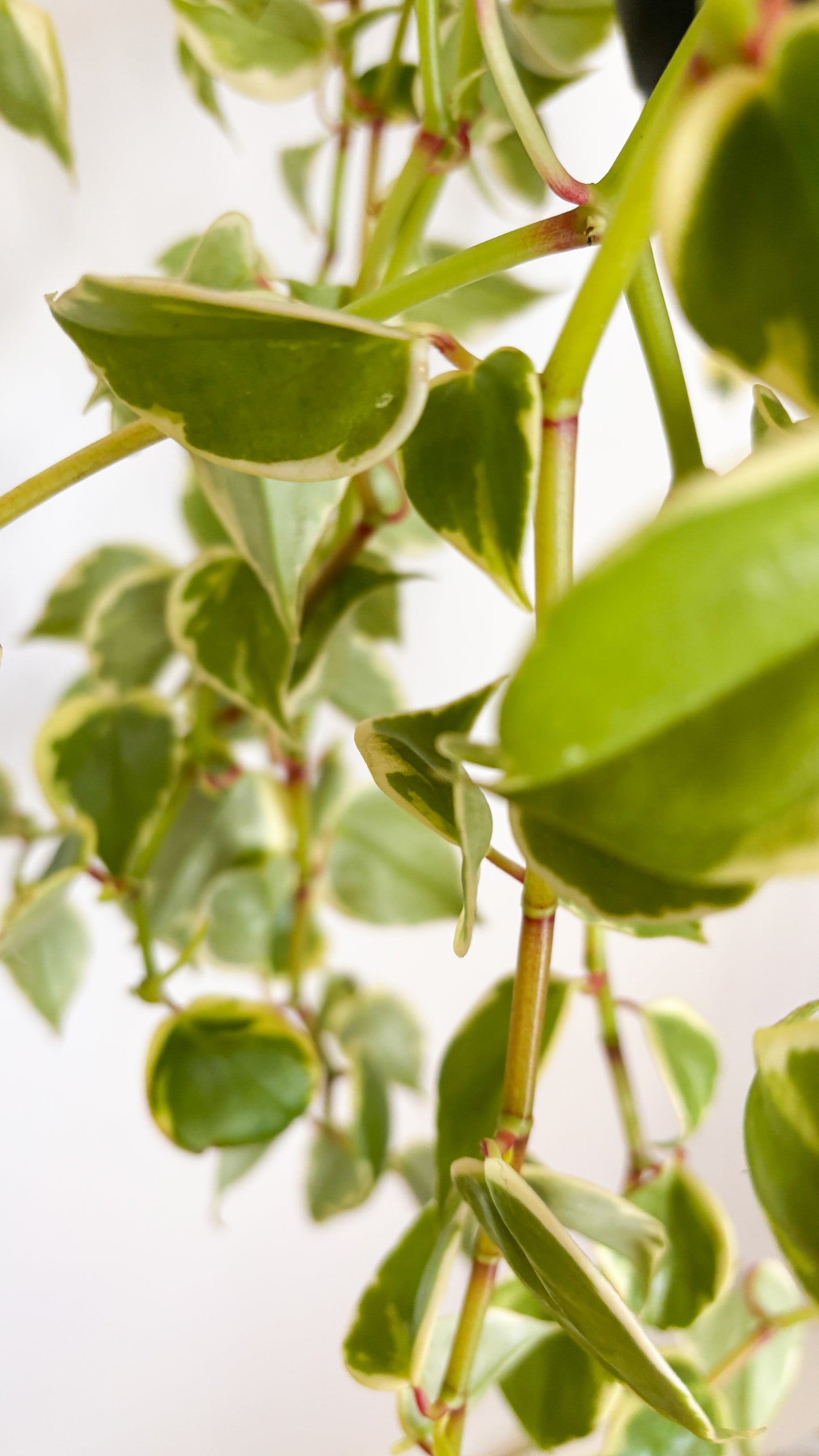 The Cupid Peperomia - Peperomia scandens Variegata