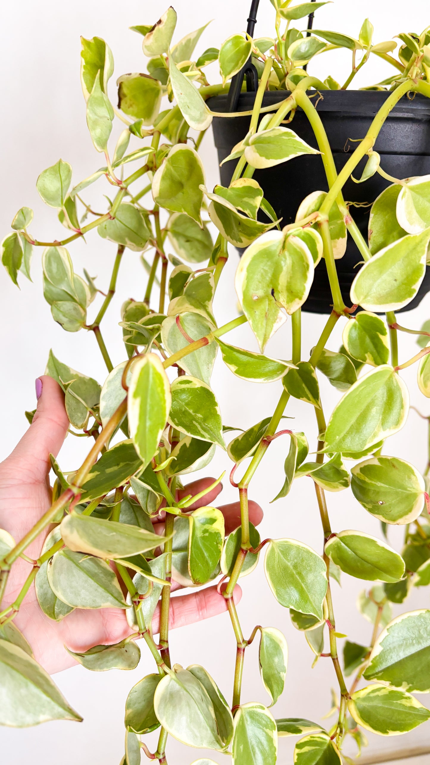The Cupid Peperomia - Peperomia scandens Variegata