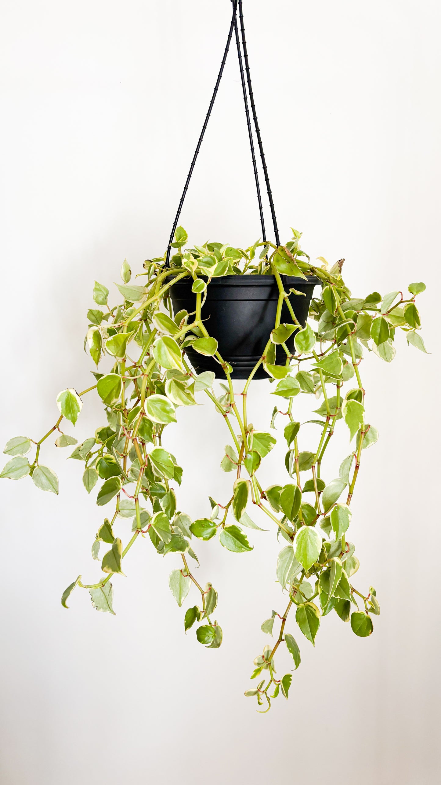 The Cupid Peperomia - Peperomia scandens Variegata