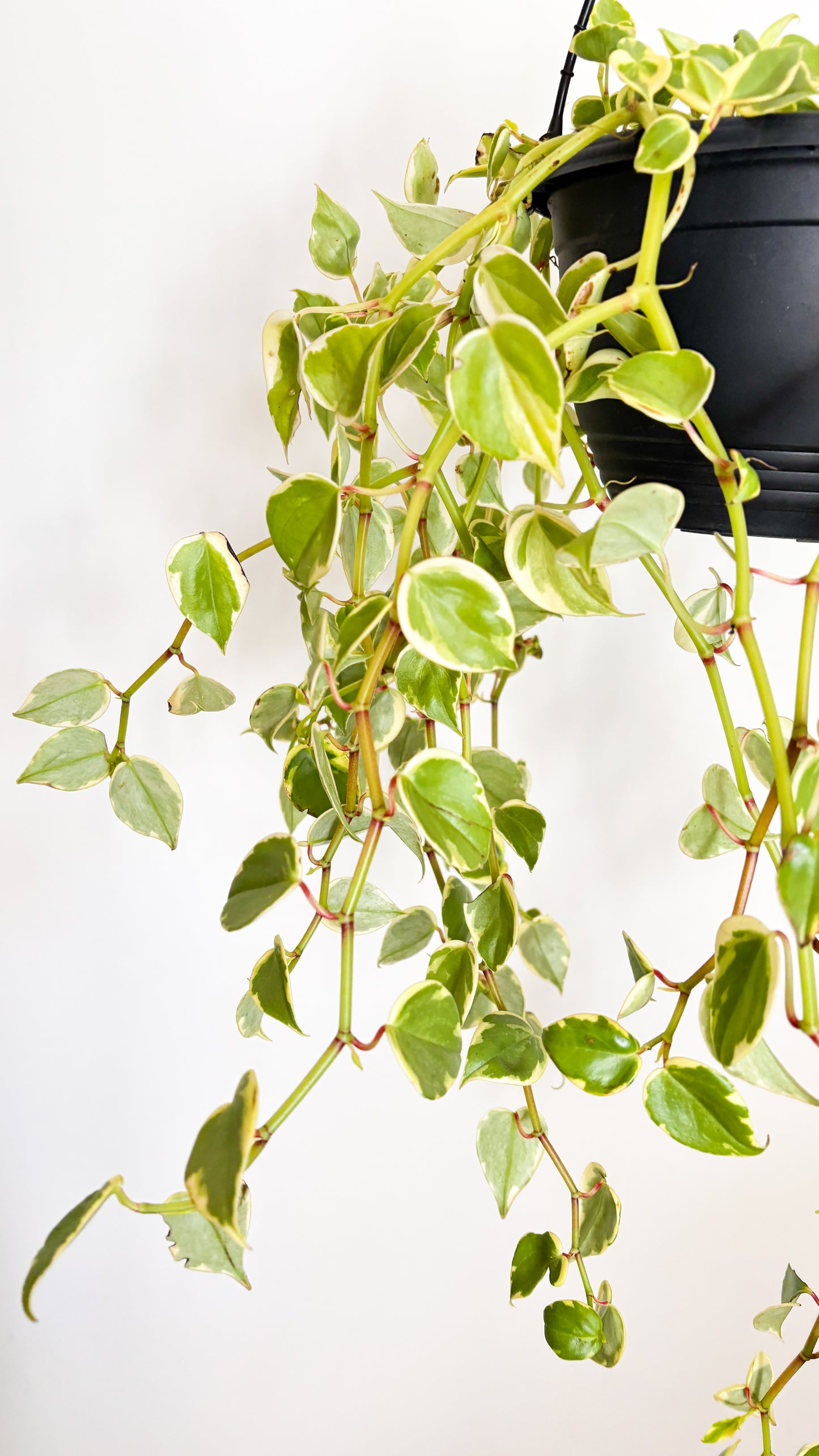 The Cupid Peperomia - Peperomia scandens Variegata