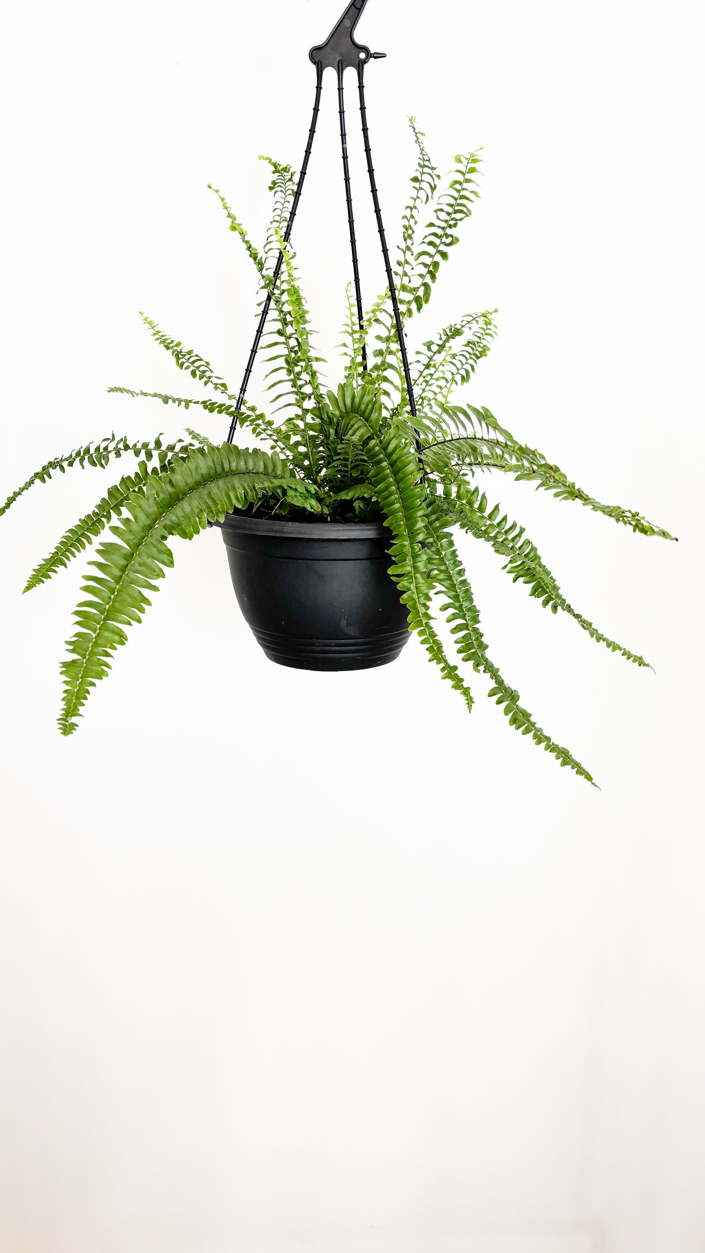 Boston Fern - Nephrolepis exaltata Montana Hanging Basket