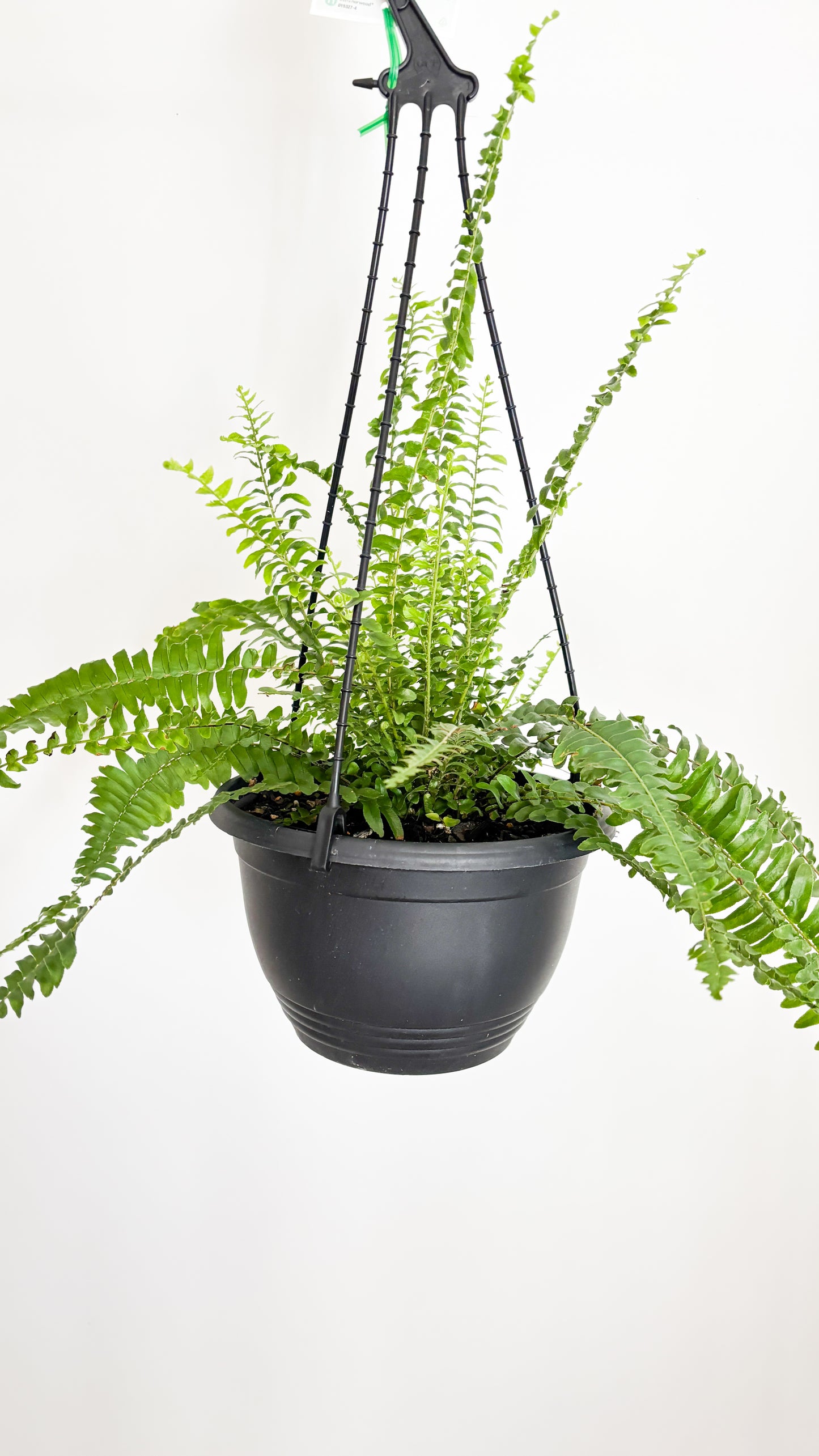 Boston Fern - Nephrolepis exaltata Montana Hanging Basket
