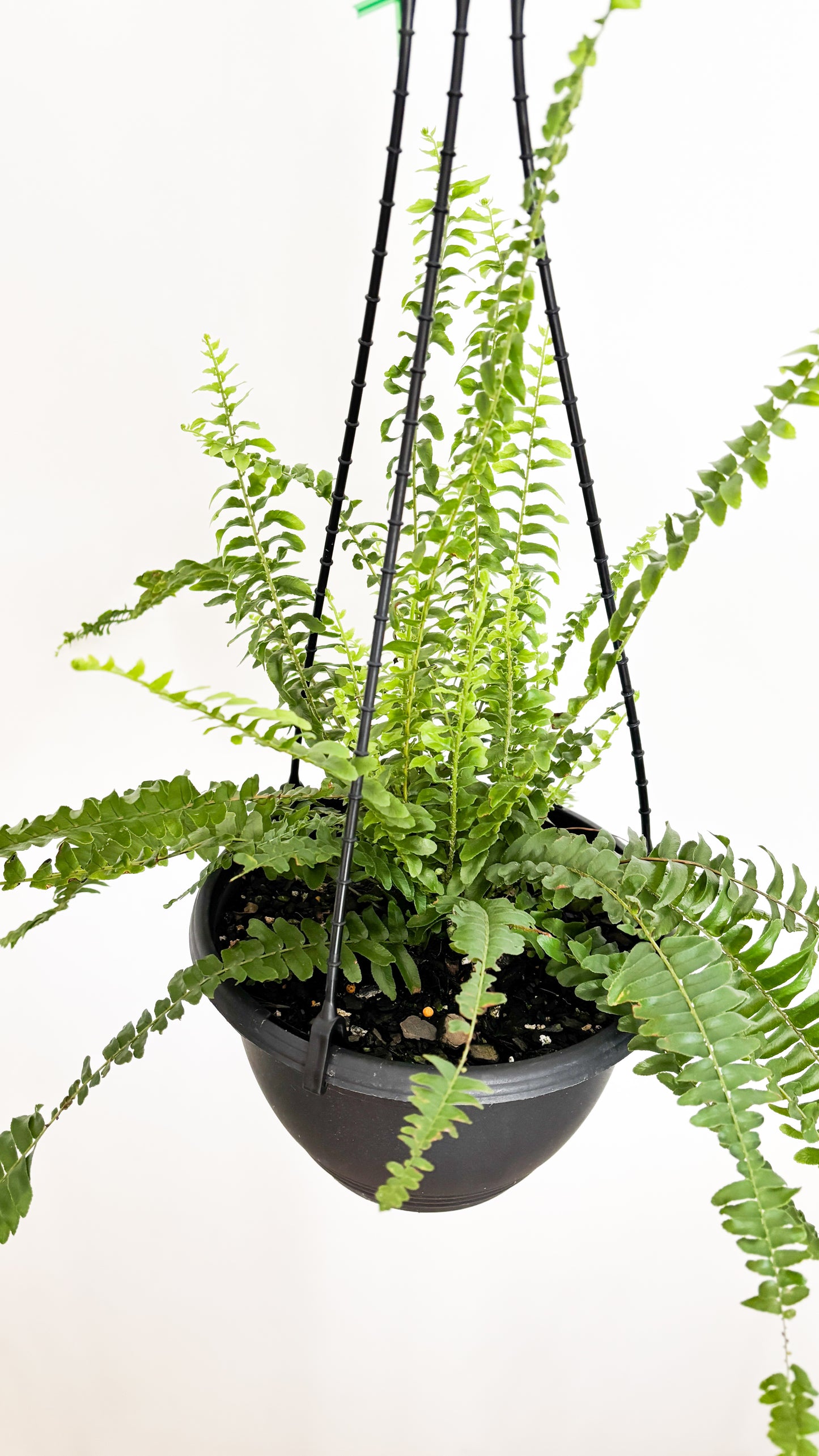 Boston Fern - Nephrolepis exaltata Montana Hanging Basket