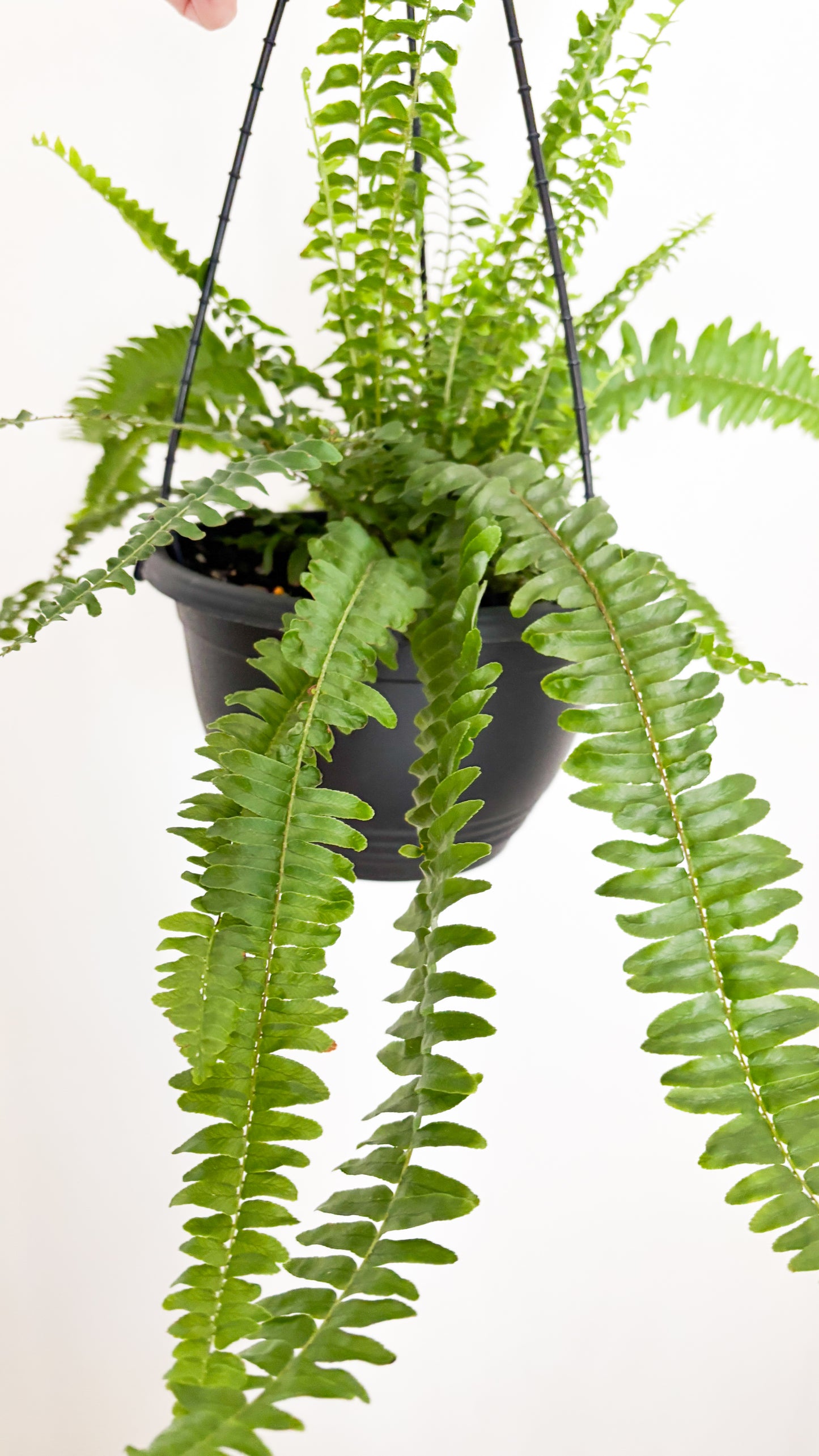 Boston Fern - Nephrolepis exaltata Montana Hanging Basket