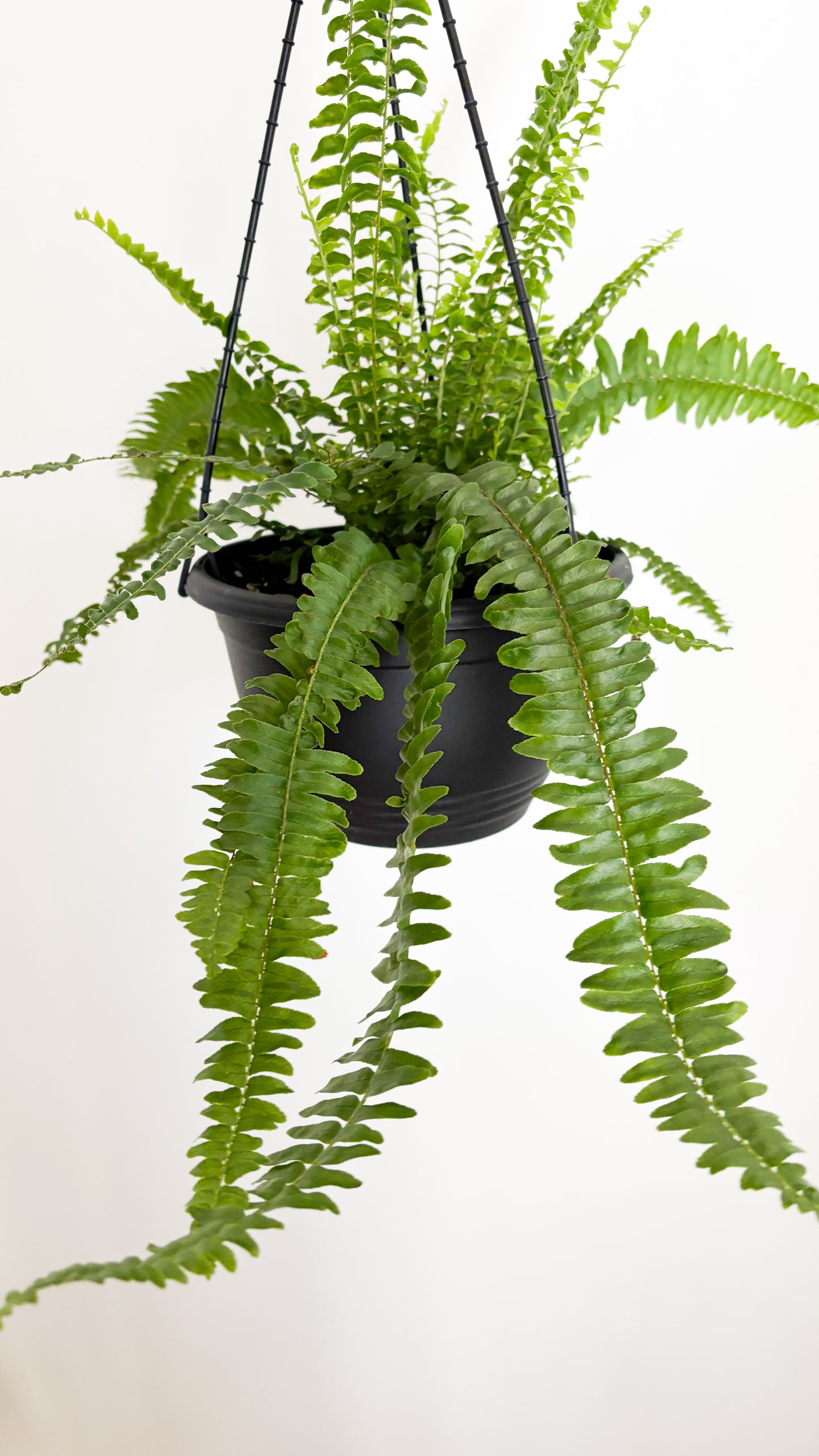 Boston Fern - Nephrolepis exaltata Montana Hanging Basket
