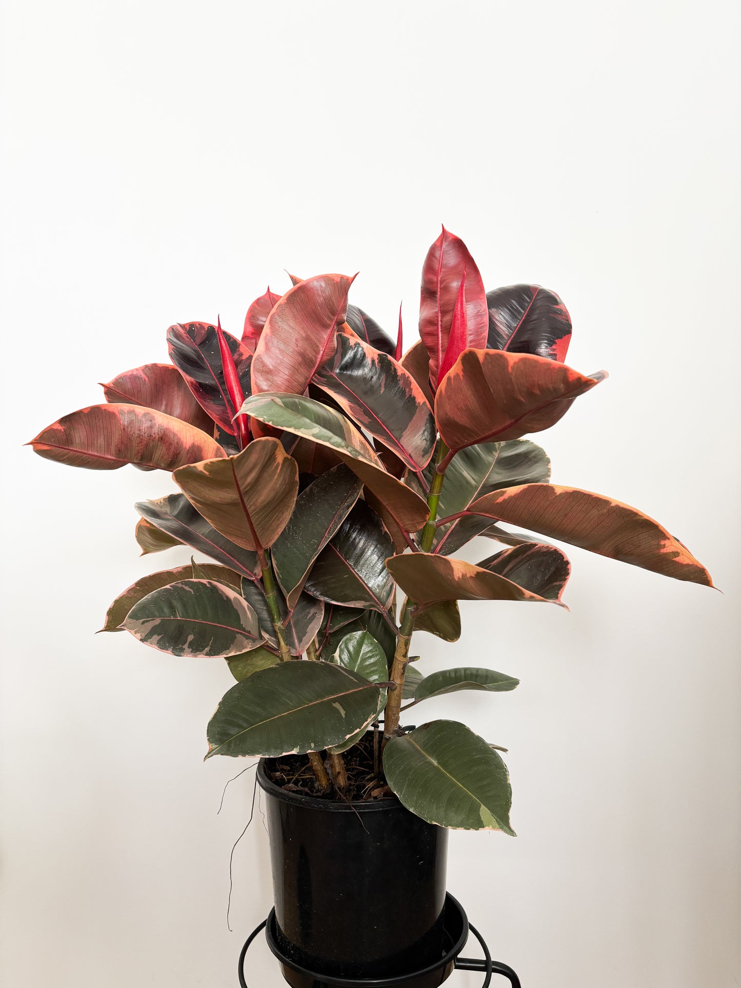 Ficus Elastica Ruby