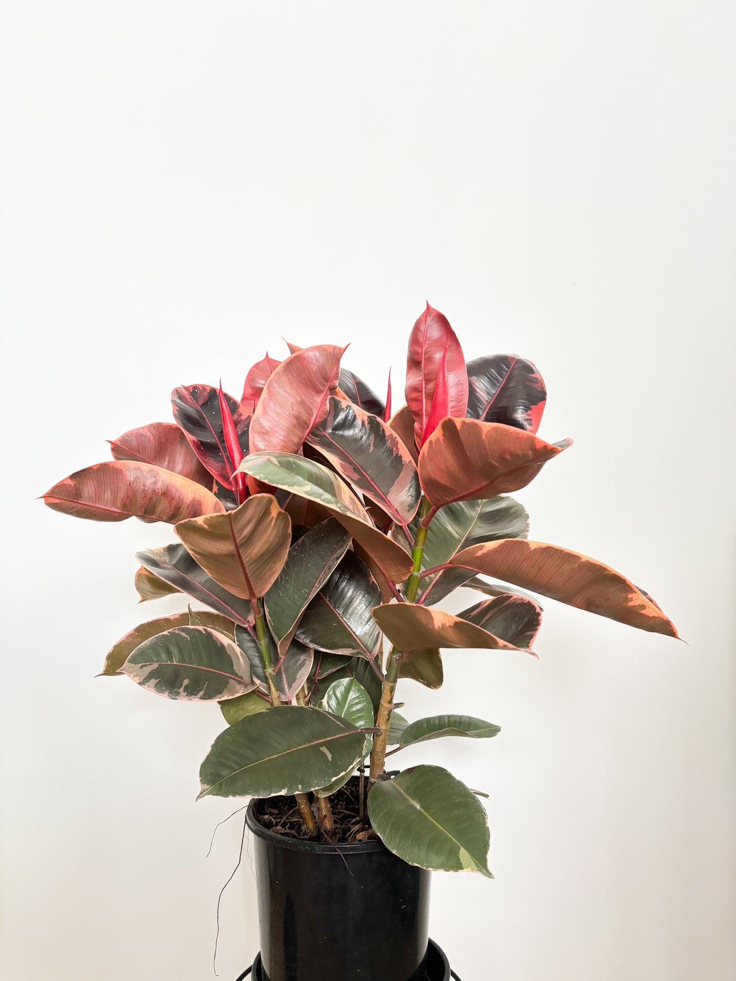 Ficus Elastica Ruby