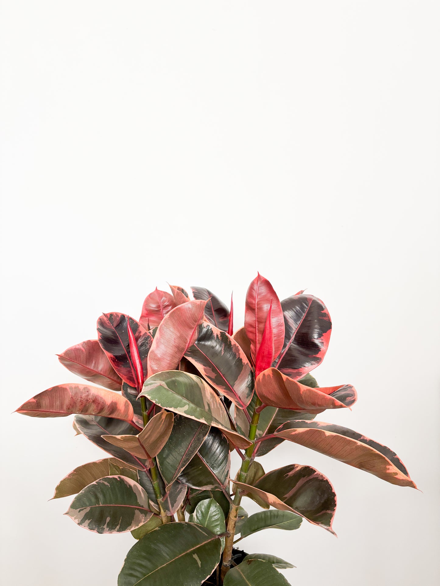 Ficus Elastica Ruby