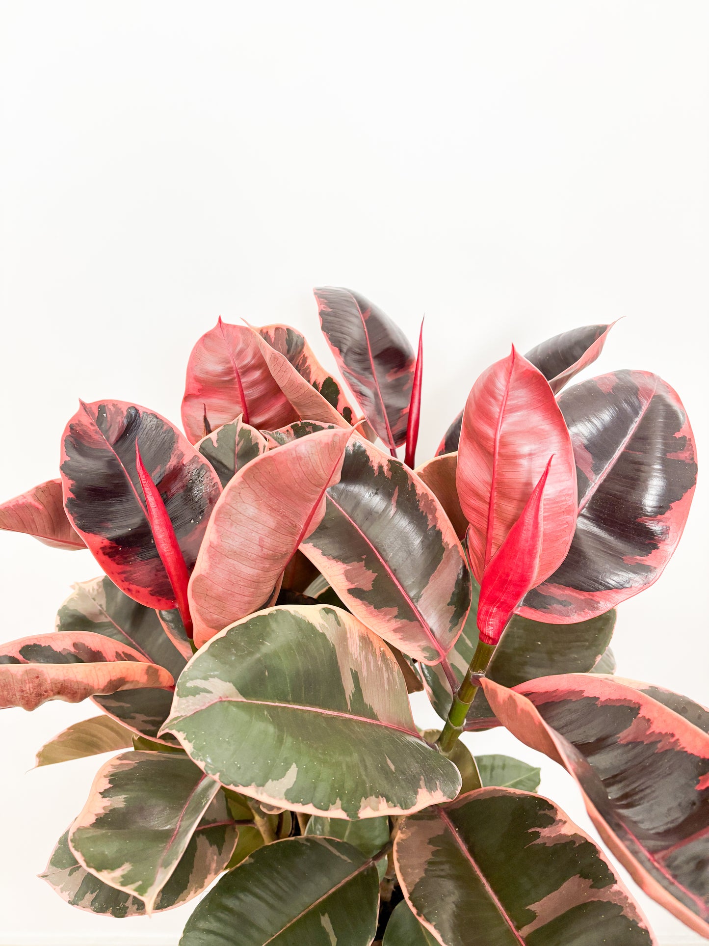 Ficus Elastica Ruby