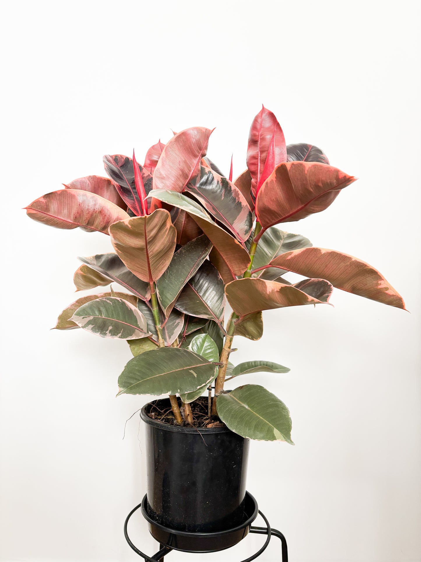 Ficus Elastica Ruby