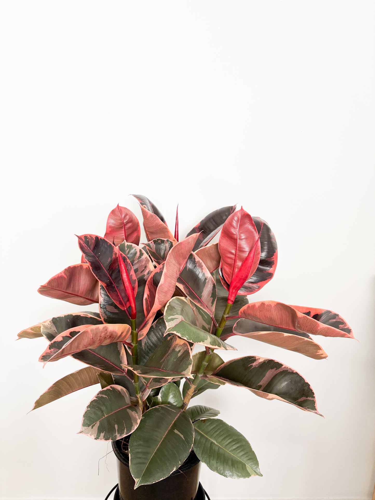 Ficus Elastica Ruby