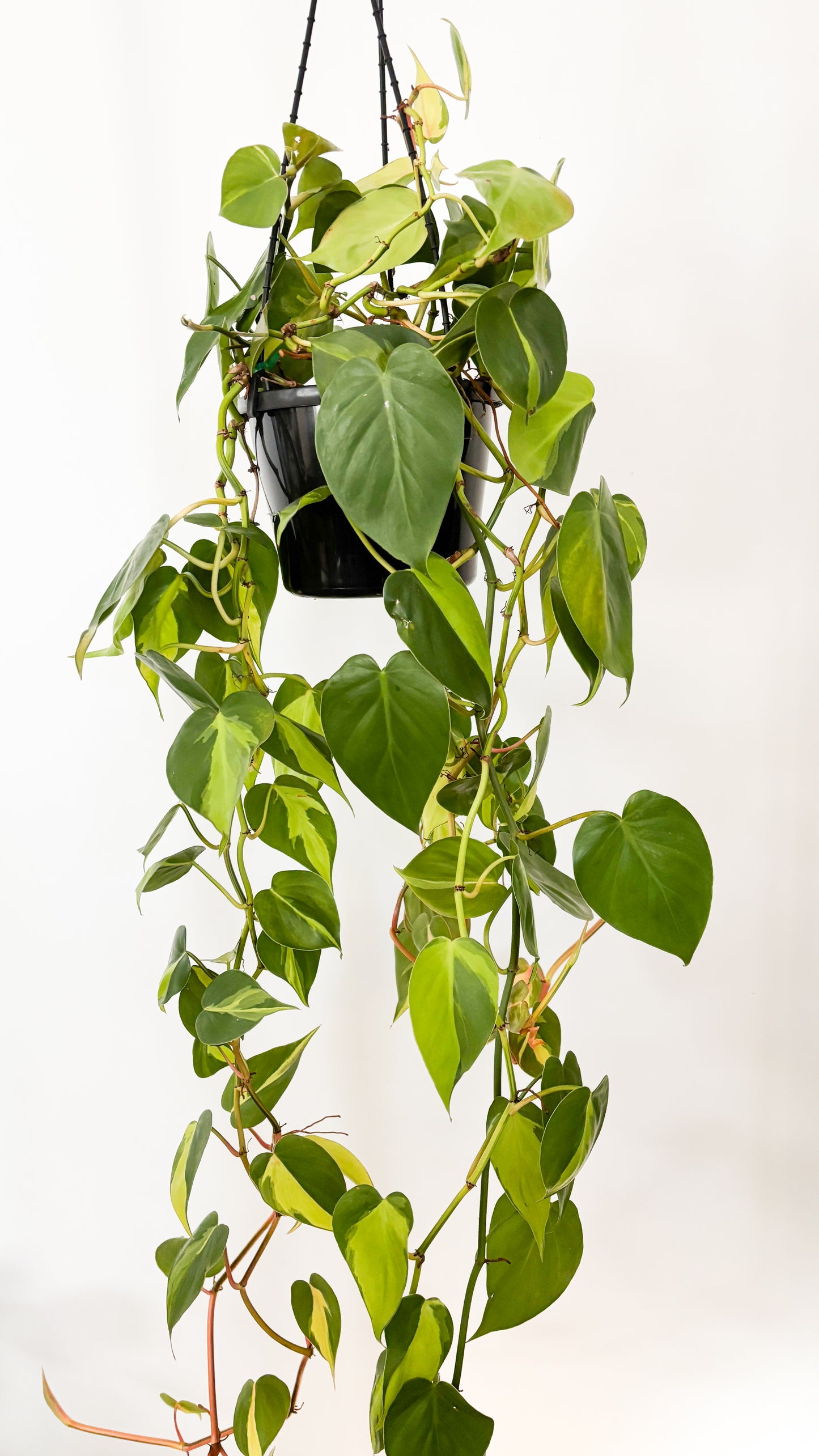 Philodendron Brasil 180mm Hanging Basket