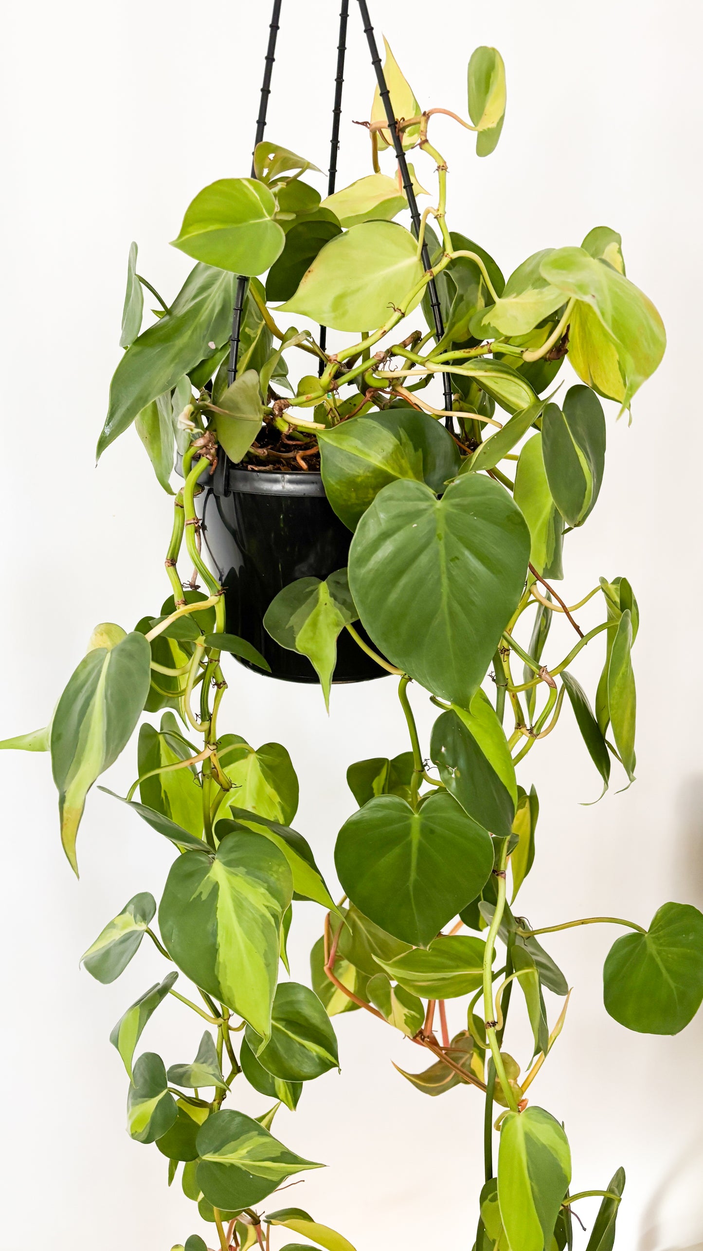 Philodendron Brasil 180mm Hanging Basket