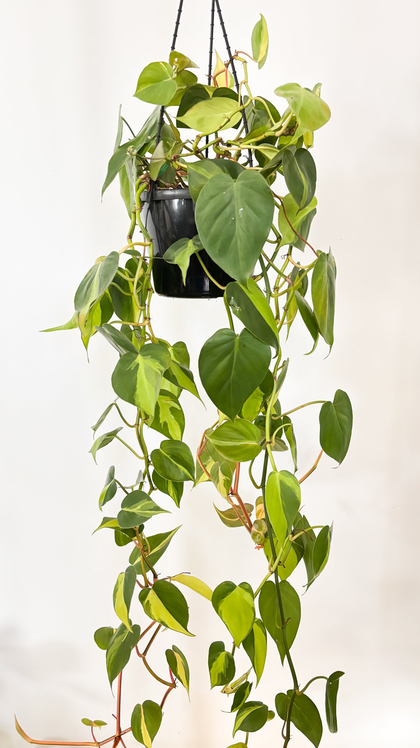 Philodendron Brasil 180mm Hanging Basket