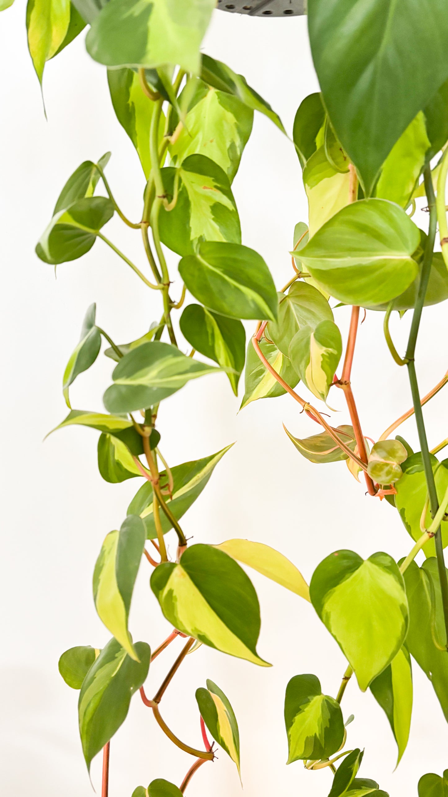 Philodendron Brasil 180mm Hanging Basket