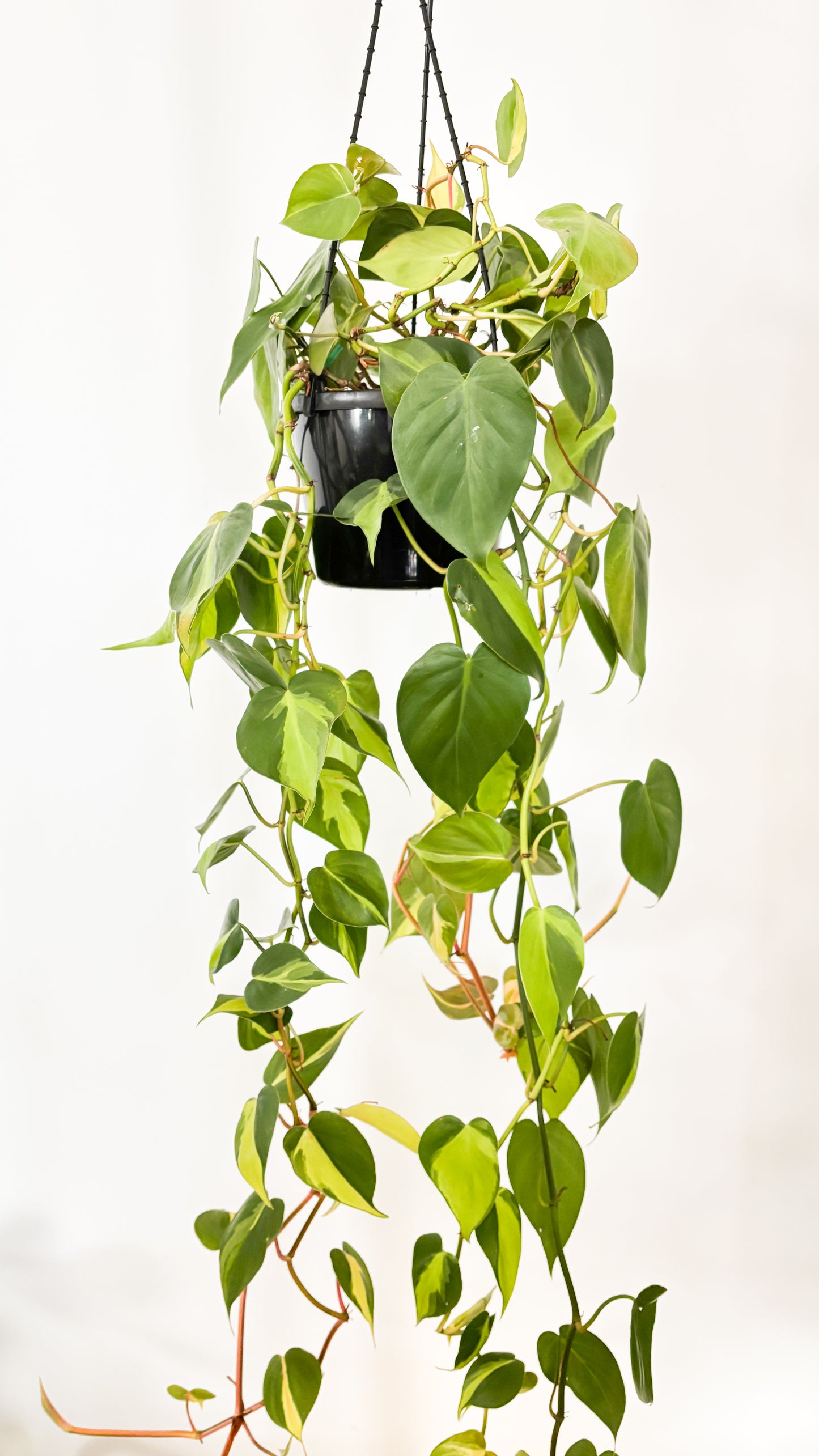 Philodendron Brasil 180mm Hanging Basket