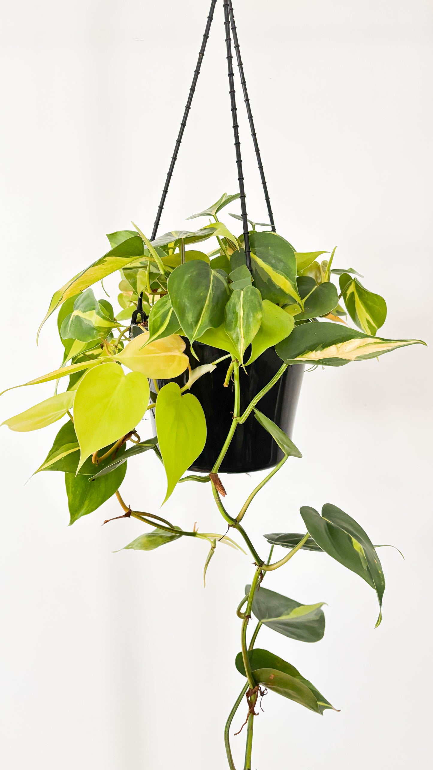 Philodendron Brasil 180mm Hanging Basket
