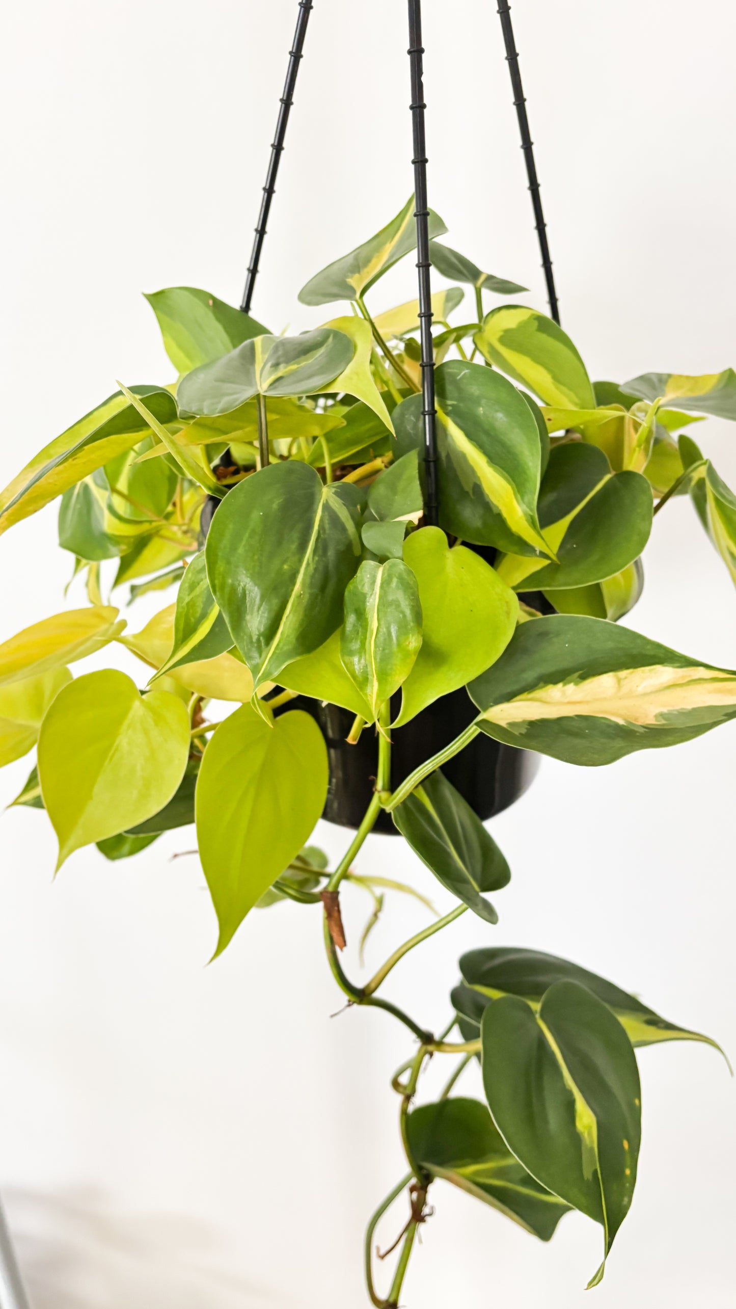 Philodendron Brasil 180mm Hanging Basket