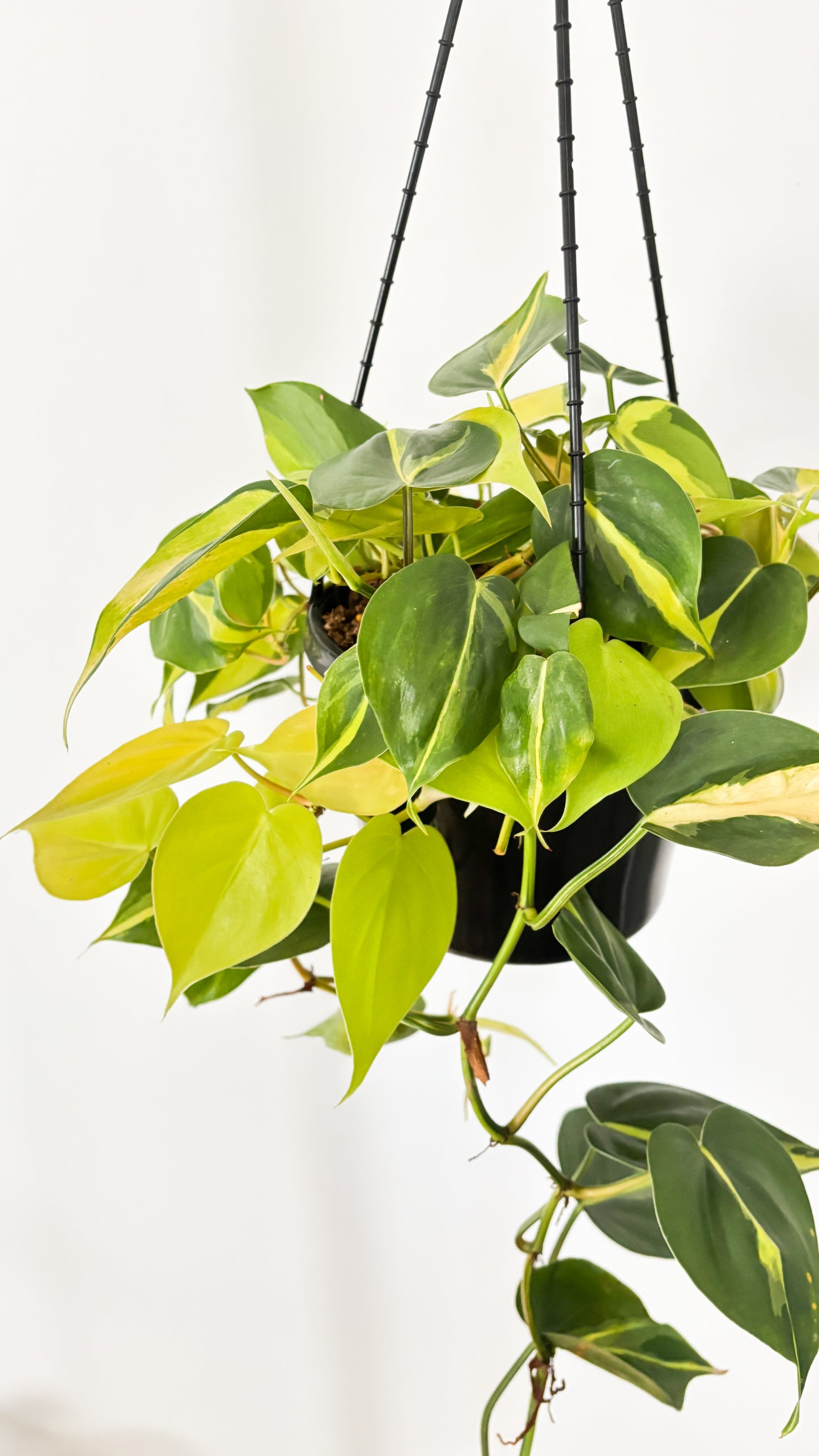 Philodendron Brasil 180mm Hanging Basket