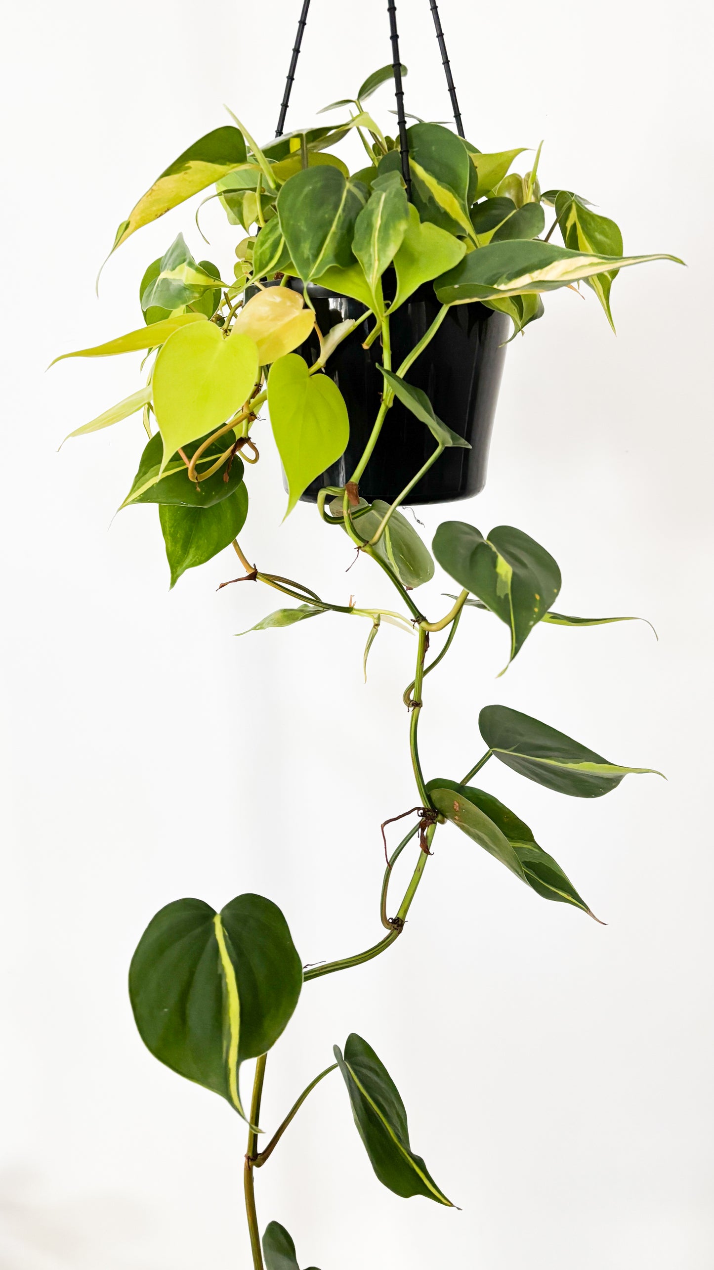 Philodendron Brasil 180mm Hanging Basket