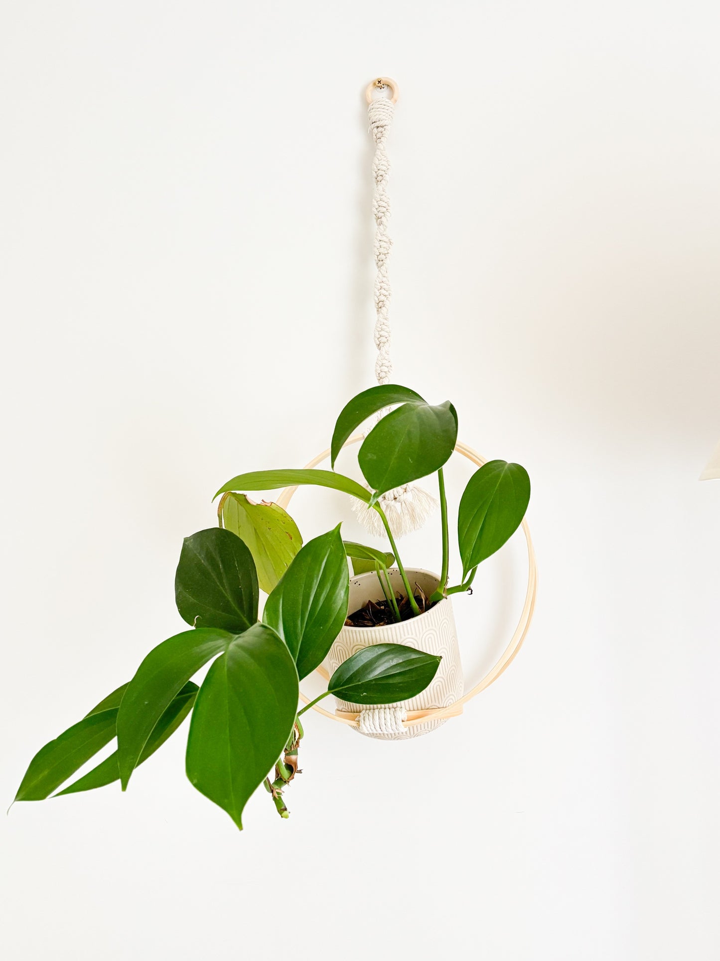 Ivy Hanger Kit - Solo Craft Kit