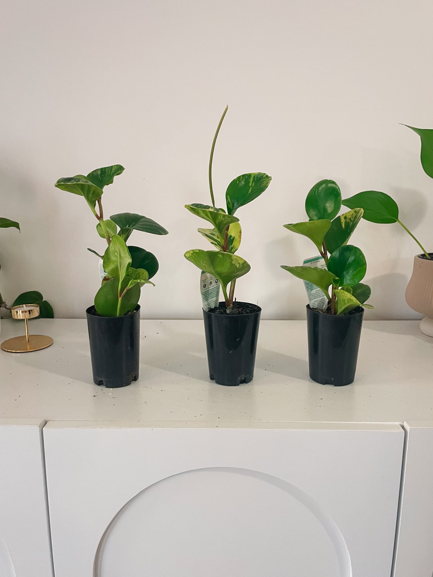 Peperomia Obtusifolia - Baby Rubber Plant
