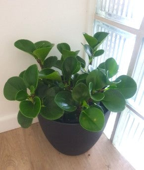Peperomia Obtusifolia - Baby Rubber Plant