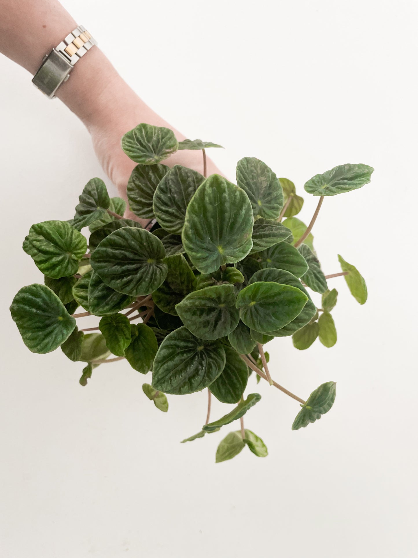 Peperomia caperata 'Lilian’