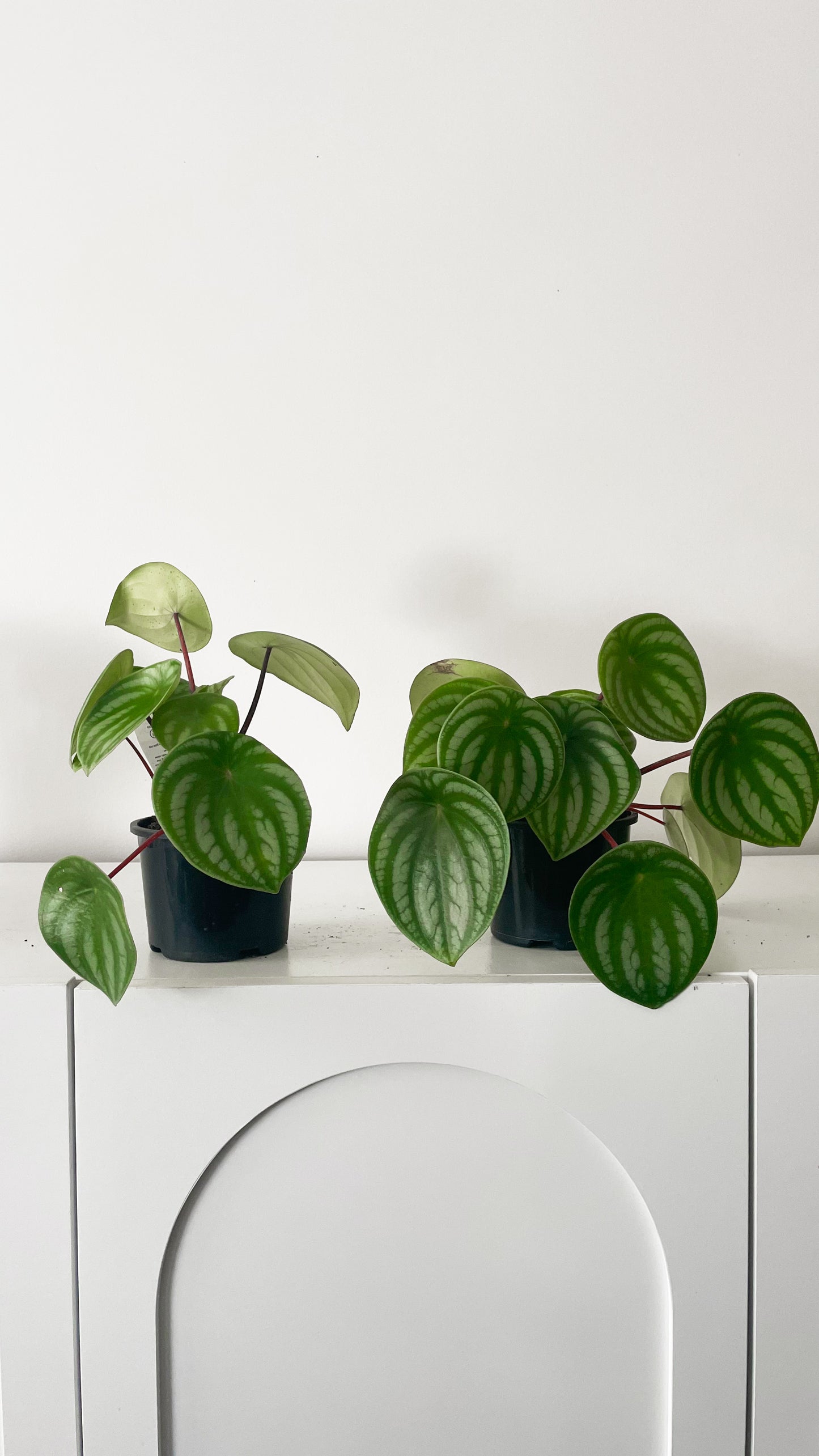 Peperomia Argyreia ‘Watermelon’