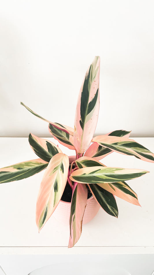 Stromanthe Sanguinea Triostar