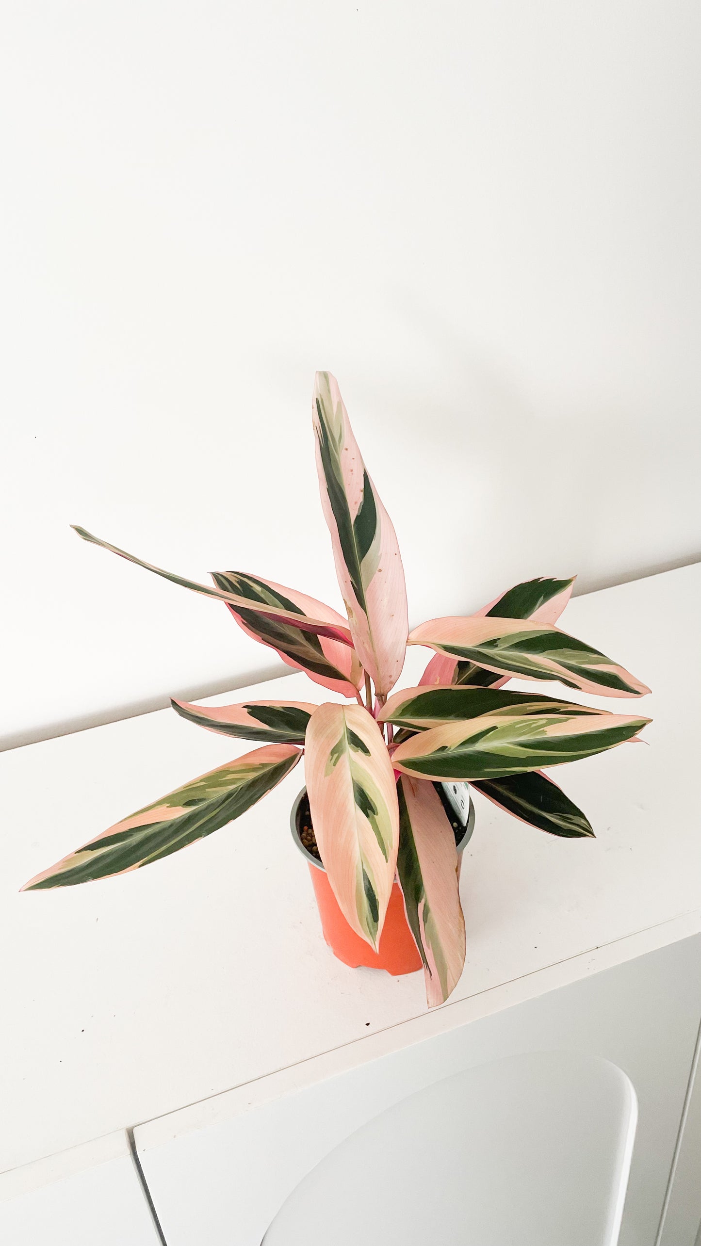 Stromanthe Sanguinea Triostar