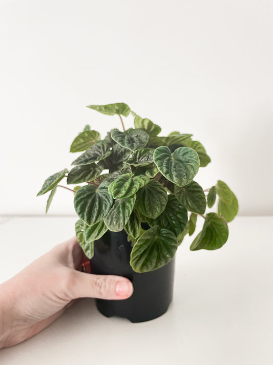 Peperomia caperata 'Lilian’