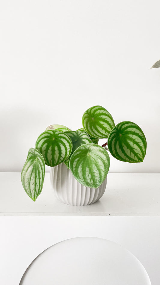 Peperomia Argyreia ‘Watermelon’