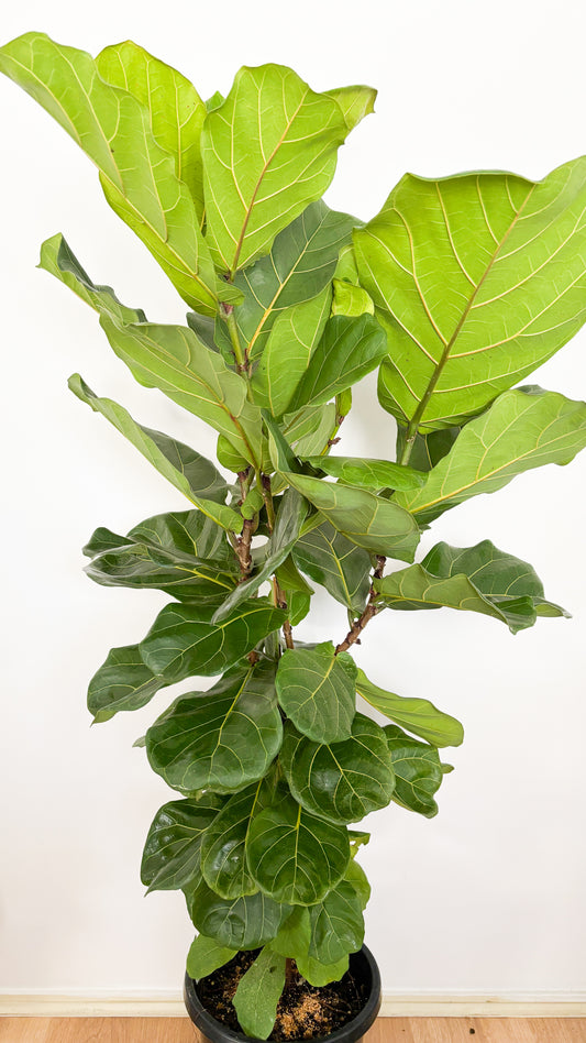 Fiddle Leaf Fig - Ficus Lyrata 300mm
