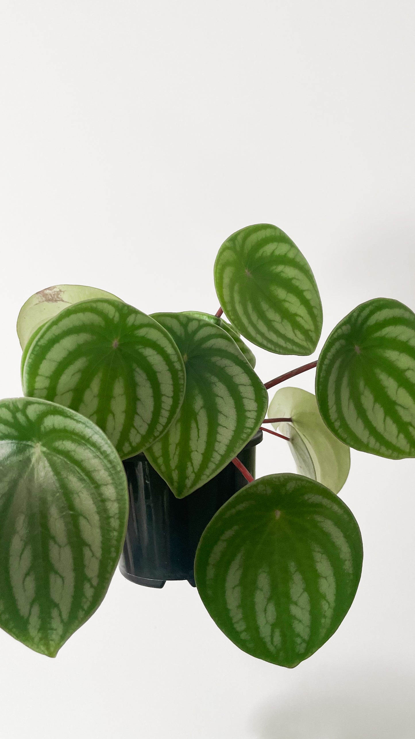 Peperomia Argyreia ‘Watermelon’