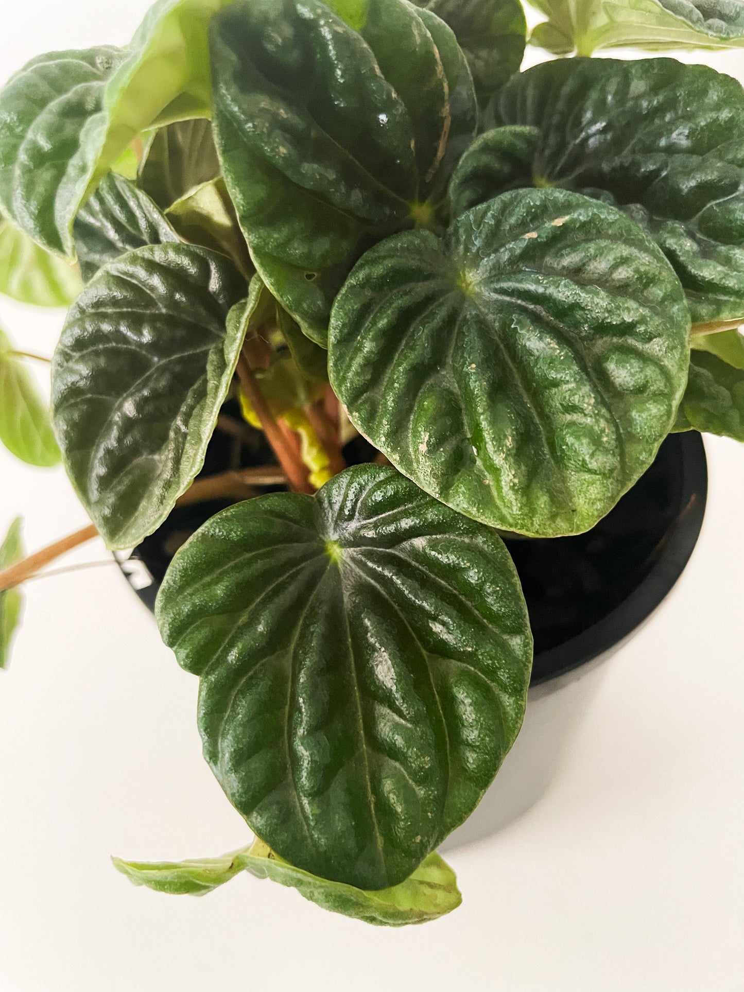 Peperomia caperata 'Lilian’