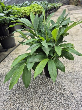 False Cardamom - Alpinia Mutica 200mm