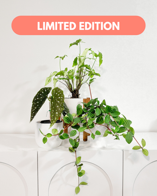 Pattern Play Trio (3 Medium Plants)
