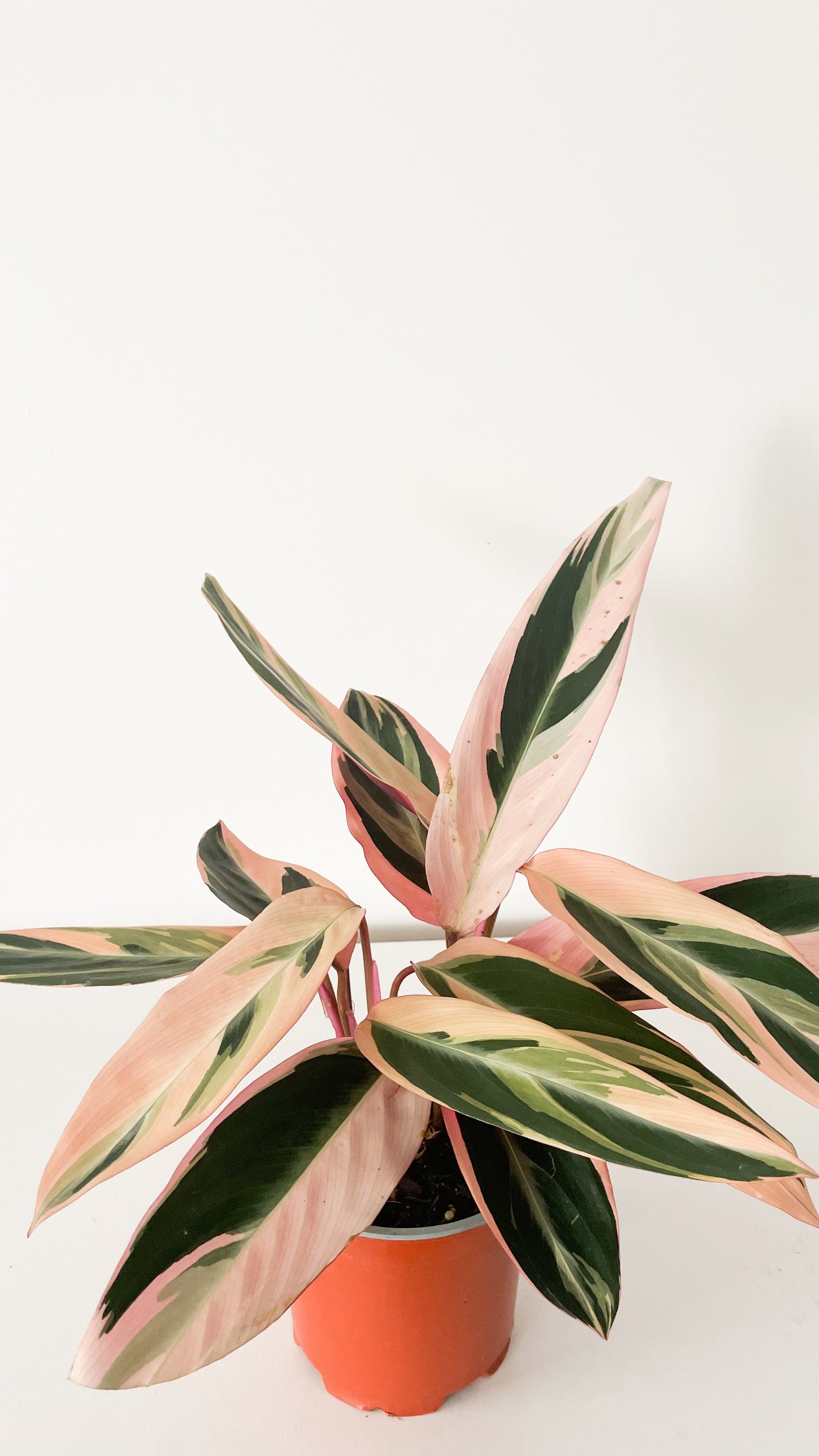 Stromanthe Sanguinea Triostar