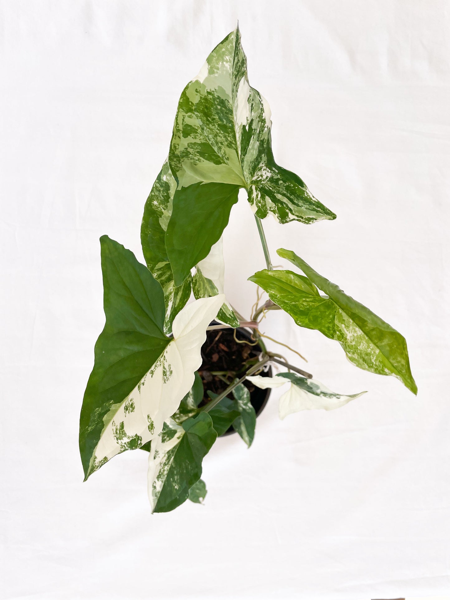 Syngonium Fantasy Variegated