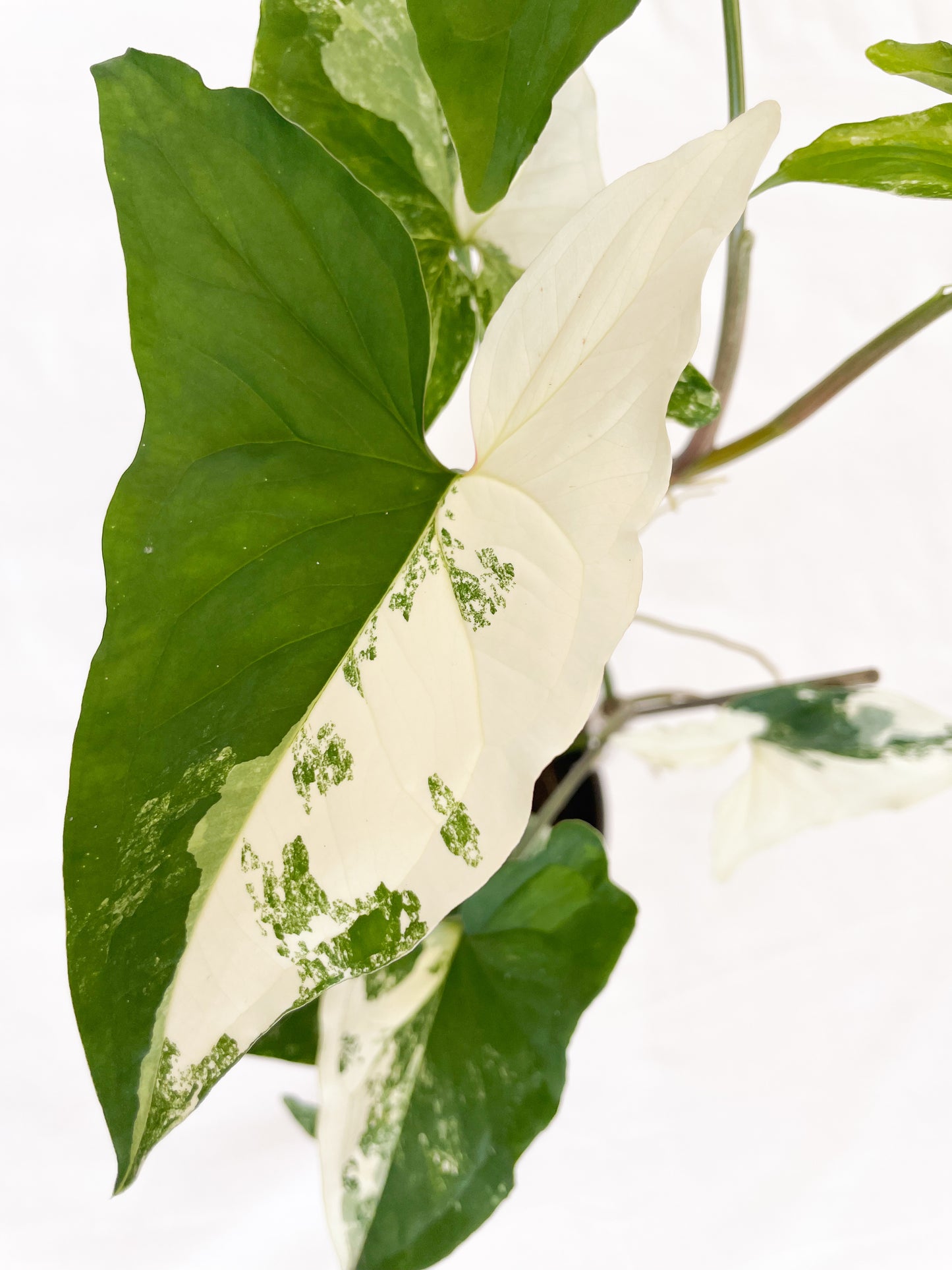 Syngonium Fantasy Variegated