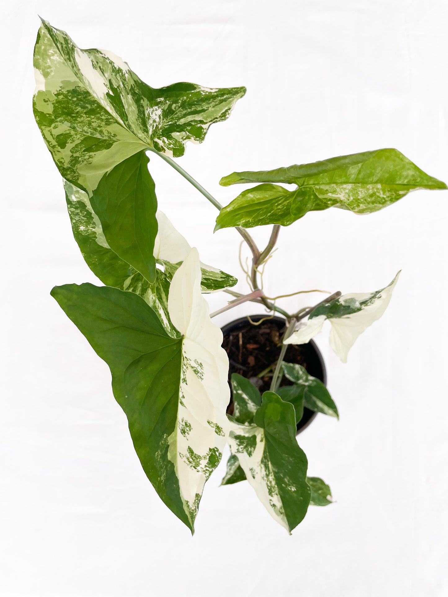 Syngonium Fantasy Variegated