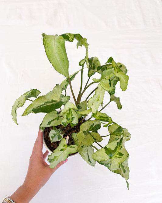 Syngonium Three Kings