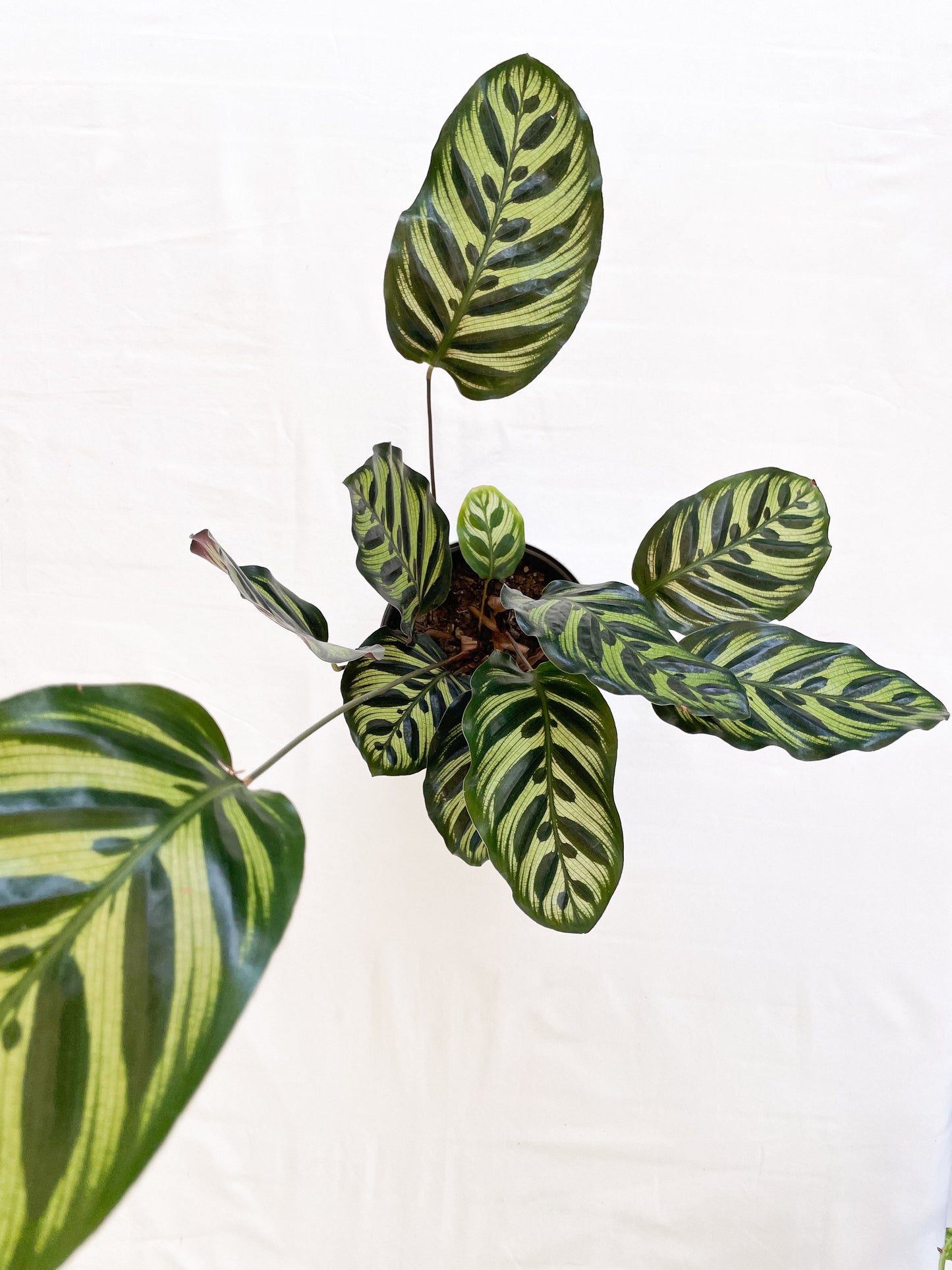 Calathea Makoyana - Peacock Plant