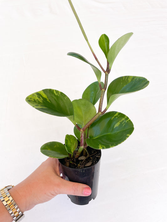 Peperomia Obtusifolia - Baby Rubber Plant